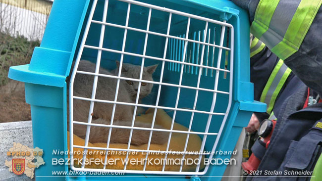 20210110 Stubentiger "Aladin" aus 4. Stock in tieferliegendes Bachbett gestürzt in Baden Ortsteil Leesdorf  Foto: © Stefan Schneider BFKDO Baden