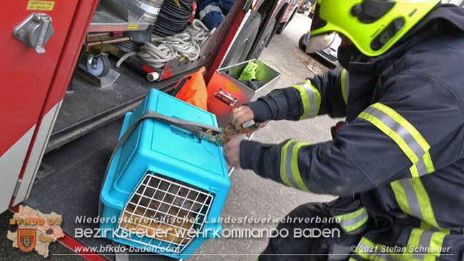 20210110 Stubentiger "Aladin" aus 4. Stock in tieferliegendes Bachbett gestürzt in Baden Ortsteil Leesdorf  Foto: © Stefan Schneider BFKDO Baden