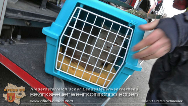 20210110 Stubentiger "Aladin" aus 4. Stock in tieferliegendes Bachbett gestürzt in Baden Ortsteil Leesdorf  Foto: © Stefan Schneider BFKDO Baden