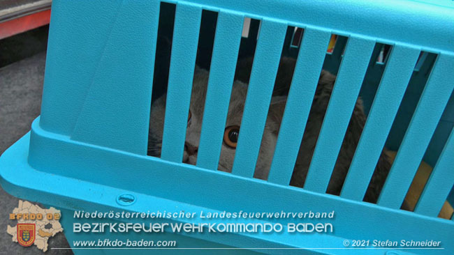 20210110 Stubentiger "Aladin" aus 4. Stock in tieferliegendes Bachbett gestürzt in Baden Ortsteil Leesdorf  Foto: © Stefan Schneider BFKDO Baden