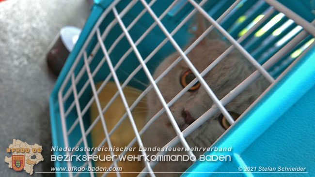 20210110 Stubentiger "Aladin" aus 4. Stock in tieferliegendes Bachbett gestürzt in Baden Ortsteil Leesdorf  Foto: © Stefan Schneider BFKDO Baden