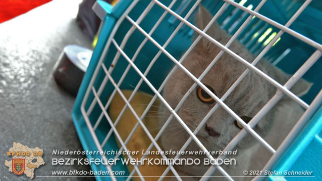 20210110 Stubentiger "Aladin" aus 4. Stock in tieferliegendes Bachbett gestürzt in Baden Ortsteil Leesdorf  Foto: © Stefan Schneider BFKDO Baden
