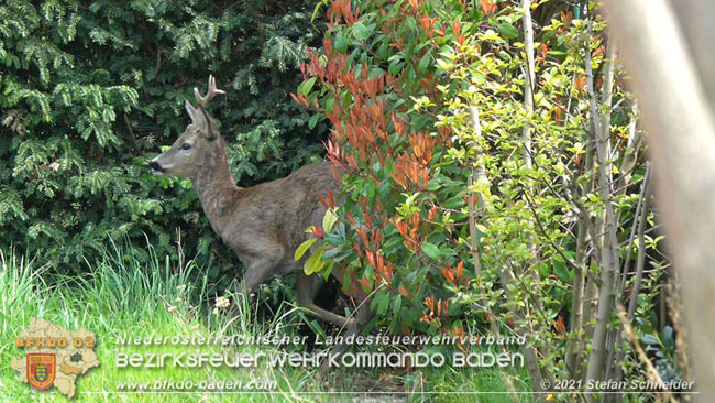 20210426 Rehbock mitten im Pfaffstättner Wohngebiet gerettet  Foto: Stefan Scheider BFKDO Baden