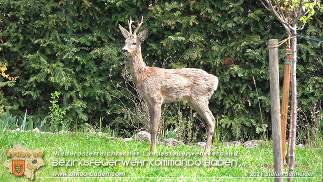 20210426 Rehbock mitten im Pfaffstättner Wohngebiet gerettet  Foto: Stefan Scheider BFKDO Baden