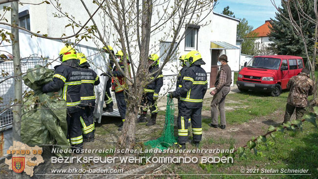 20210426 Rehbock mitten im Pfaffstättner Wohngebiet gerettet  Foto: Stefan Scheider BFKDO Baden