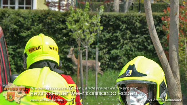 20210426 Rehbock mitten im Pfaffstättner Wohngebiet gerettet  Foto: Stefan Scheider BFKDO Baden