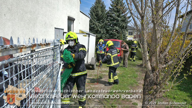 20210426 Rehbock mitten im Pfaffstättner Wohngebiet gerettet  Foto: Stefan Scheider BFKDO Baden