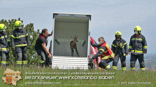 20210426 Rehbock mitten im Pfaffstättner Wohngebiet gerettet  Foto: Stefan Scheider BFKDO Baden