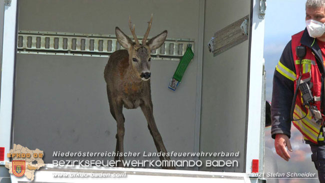 20210426 Rehbock mitten im Pfaffstättner Wohngebiet gerettet  Foto: Stefan Scheider BFKDO Baden