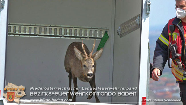 20210426 Rehbock mitten im Pfaffstättner Wohngebiet gerettet  Foto: Stefan Scheider BFKDO Baden