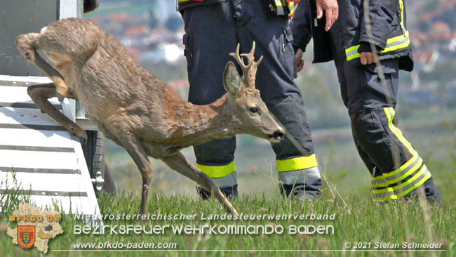 20210426 Rehbock mitten im Pfaffstättner Wohngebiet gerettet  Foto: Stefan Scheider BFKDO Baden