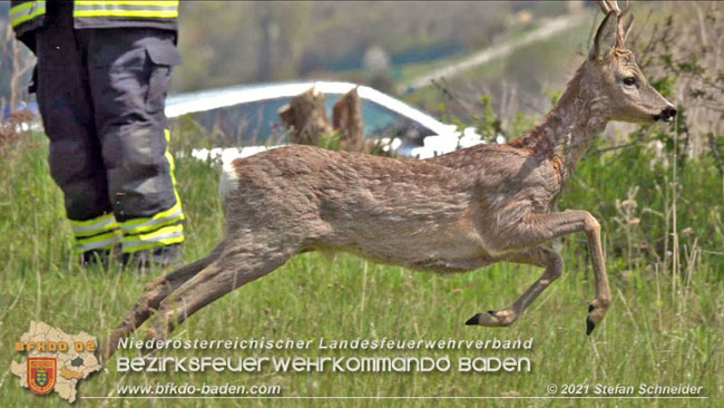 20210426 Rehbock mitten im Pfaffstättner Wohngebiet gerettet  Foto: Stefan Scheider BFKDO Baden