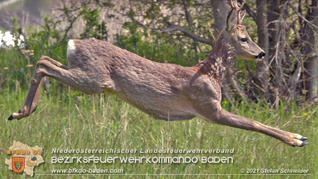 20210426 Rehbock mitten im Pfaffstättner Wohngebiet gerettet  Foto: Stefan Scheider BFKDO Baden