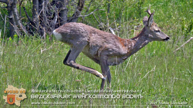 20210426 Rehbock mitten im Pfaffstättner Wohngebiet gerettet  Foto: Stefan Scheider BFKDO Baden