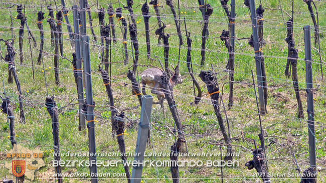 20210426 Rehbock mitten im Pfaffstättner Wohngebiet gerettet  Foto: Stefan Scheider BFKDO Baden