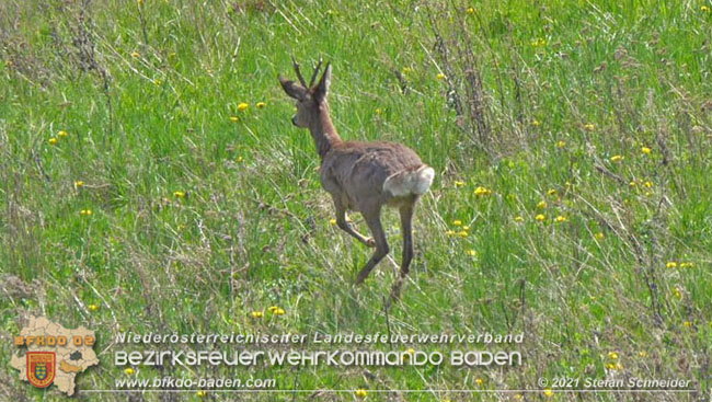 20210426 Rehbock mitten im Pfaffstättner Wohngebiet gerettet  Foto: Stefan Scheider BFKDO Baden