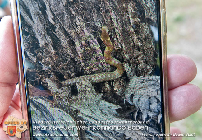 20210604 Feuerwehreinsatz nach Schlangenbiss in einem Badener Kindergarten  Foto: © Freiwillige Feuerwehr Baden-Stadt