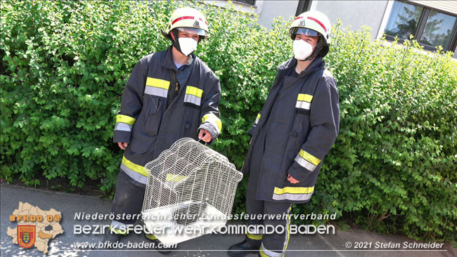 20210605 Junge Krähe in Not Foto: © Stefan Schneider BFK BADEN 20210605 Junge Krähe in Not Foto: © Stefan Schneider BFK BADEN