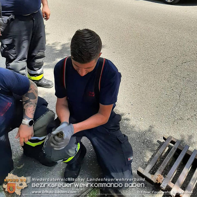 20210610 Tierrettung in Traiskirchen Foto: Freiwillige Feuerwehr Traiskirchen-Stadt 20210610 Tierrettung in Traiskirchen Foto: Freiwillige Feuerwehr Traiskirchen-Stadt