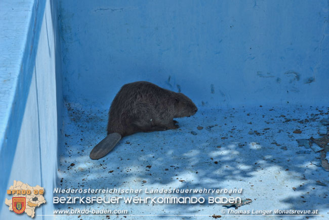 20210614 Biber in Ebreichsdorf aus Pool gerettet  Foto: © Thomas Lenger Monatsrevue.at