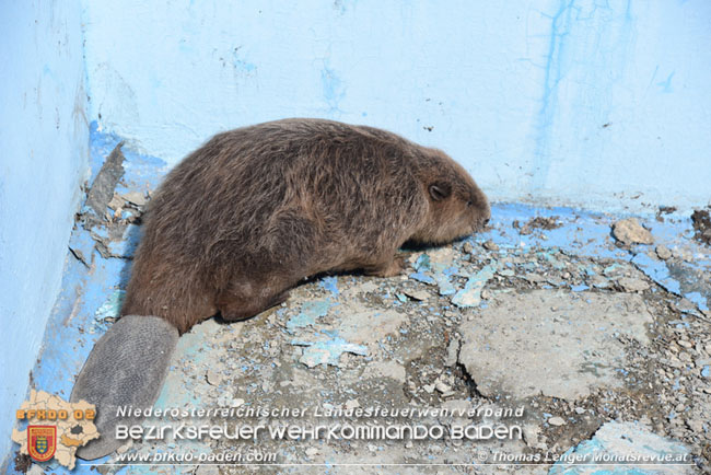 20210614 Biber in Ebreichsdorf aus Pool gerettet  Foto: © Thomas Lenger Monatsrevue.at