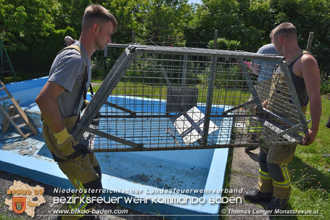 20210614 Biber in Ebreichsdorf aus Pool gerettet  Foto: © Thomas Lenger Monatsrevue.at