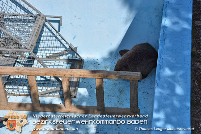 20210614 Biber in Ebreichsdorf aus Pool gerettet  Foto: © Thomas Lenger Monatsrevue.at