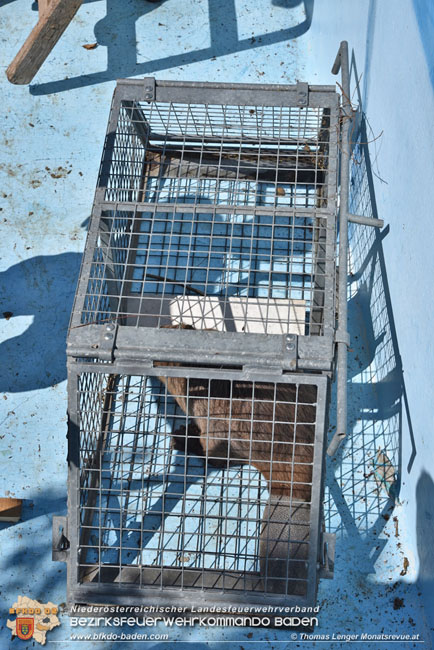 20210614 Biber in Ebreichsdorf aus Pool gerettet  Foto: © Thomas Lenger Monatsrevue.at