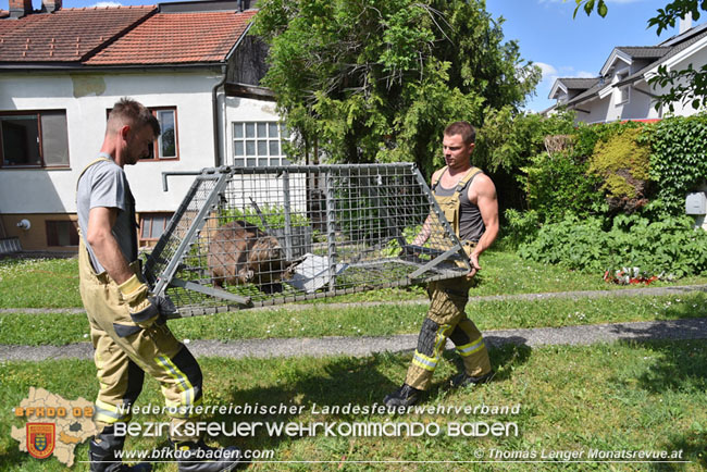 20210614 Biber in Ebreichsdorf aus Pool gerettet  Foto: © Thomas Lenger Monatsrevue.at