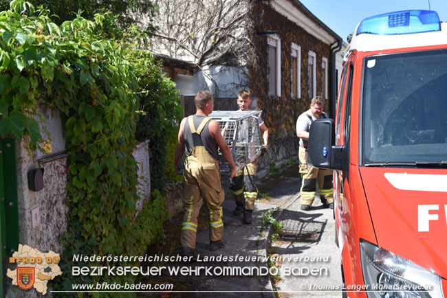 20210614 Biber in Ebreichsdorf aus Pool gerettet  Foto: © Thomas Lenger Monatsrevue.at
