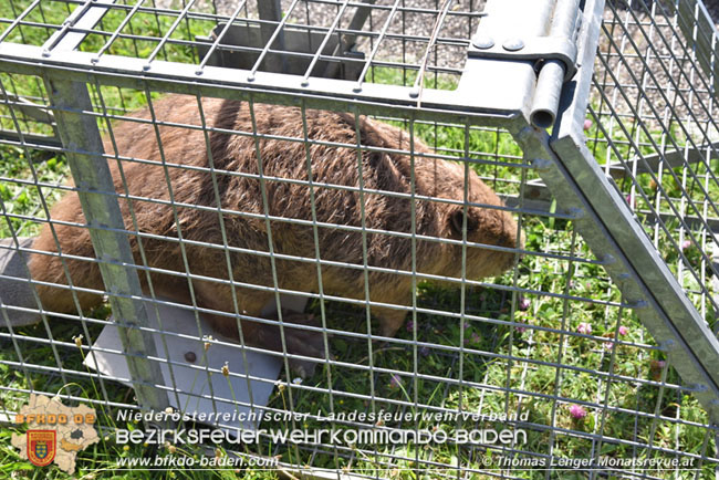 20210614 Biber in Ebreichsdorf aus Pool gerettet  Foto: © Thomas Lenger Monatsrevue.at