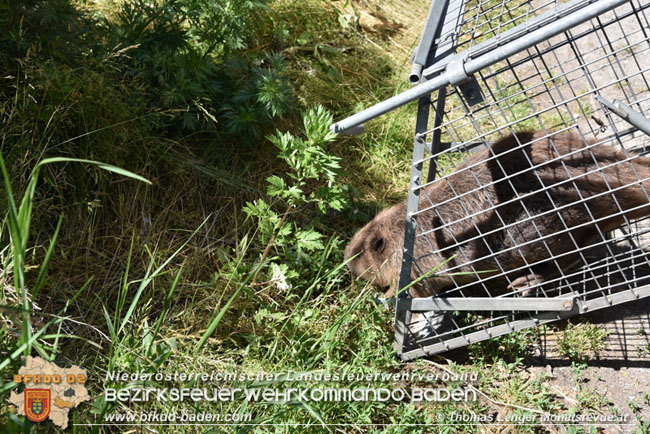 20210614 Biber in Ebreichsdorf aus Pool gerettet  Foto: © Thomas Lenger Monatsrevue.at
