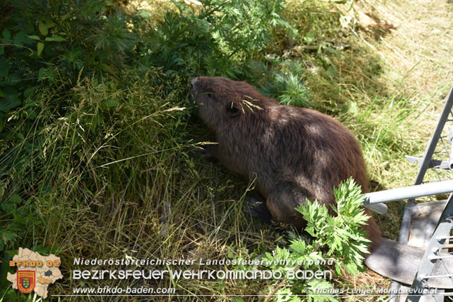 20210614 Biber in Ebreichsdorf aus Pool gerettet  Foto: © Thomas Lenger Monatsrevue.at