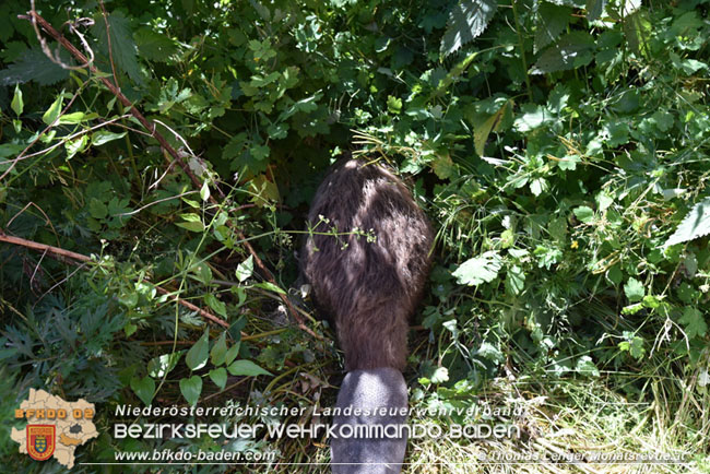 20210614 Biber in Ebreichsdorf aus Pool gerettet  Foto: © Thomas Lenger Monatsrevue.at