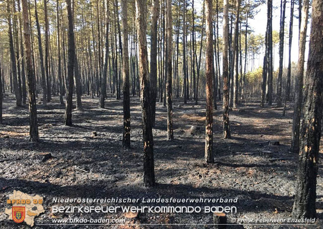 20210704 1. Einsatz des Sonderdienstes Wald- und Flurbrandbekaempfung Einheit Baden ZUG-SueD bei  Brand im Foehrenwald Bezirk Neunkirchen  Foto: © Freiwillige Feuerwehr Enzesfeld