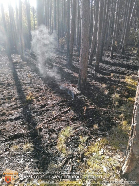 20210704 1. Einsatz des Sonderdienstes Wald- und Flurbrandbekaempfung Einheit Baden ZUG-SueD bei  Brand im Foehrenwald Bezirk Neunkirchen  Foto: © Freiwillige Feuerwehr Enzesfeld
