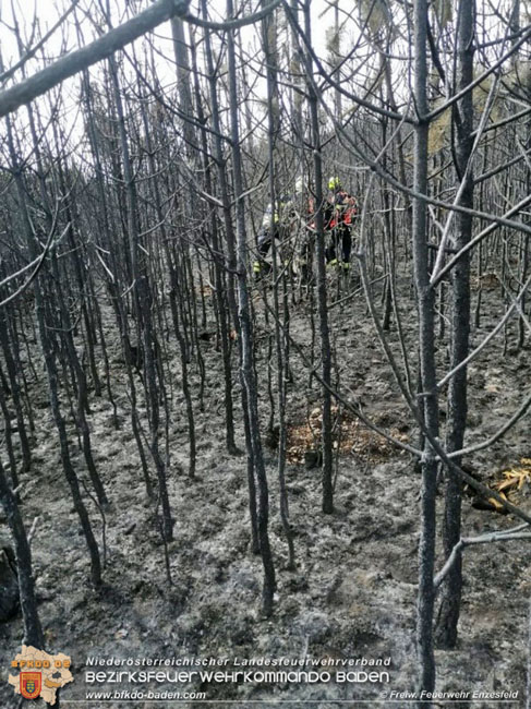 20210704 1. Einsatz des Sonderdienstes Wald- und Flurbrandbekaempfung Einheit Baden ZUG-SueD bei  Brand im Foehrenwald Bezirk Neunkirchen  Foto: © Freiwillige Feuerwehr Enzesfeld