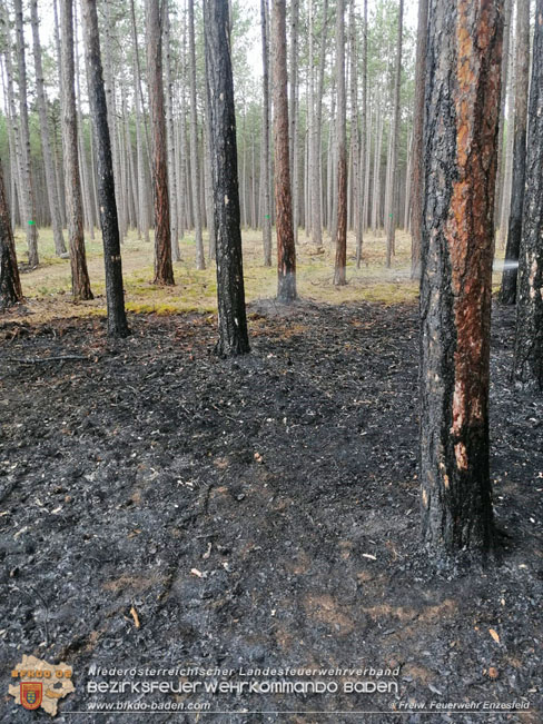 20210704 1. Einsatz des Sonderdienstes Wald- und Flurbrandbekaempfung Einheit Baden ZUG-SueD bei  Brand im Foehrenwald Bezirk Neunkirchen  Foto: © Freiwillige Feuerwehr Enzesfeld