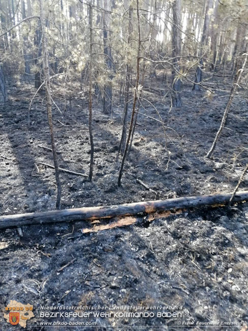 20210704 1. Einsatz des Sonderdienstes Wald- und Flurbrandbekaempfung Einheit Baden ZUG-SueD bei  Brand im Foehrenwald Bezirk Neunkirchen  Foto: © Freiwillige Feuerwehr Enzesfeld