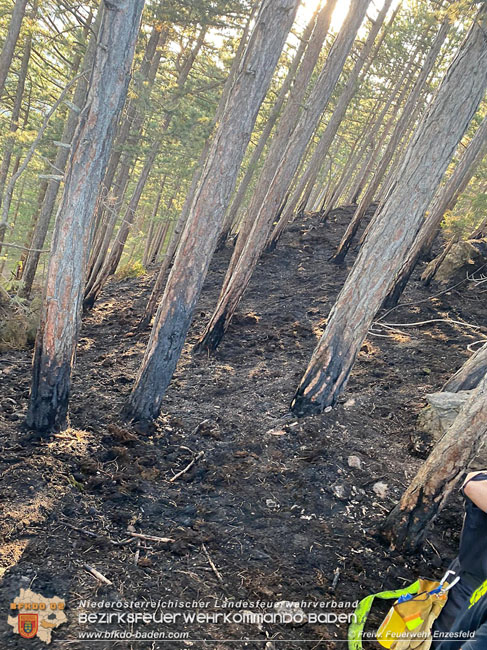 20210710 Unterstuetzung bei Waldbrand in Gutenstein im Bezirk Wr.Neustadt   Foto: © Freiwillige Feuerwehr Enzesfeld
