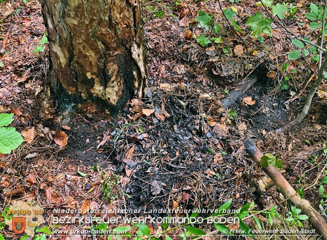 20210714 Kindergruppe Natur Plus verhindert Waldbrand in Baden Foto: © Freiwillige Feuerwehr Baden-Stadt 20210714 Kindergruppe Natur Plus verhindert Waldbrand in Baden Foto: © Freiwillige Feuerwehr Baden-Stadt