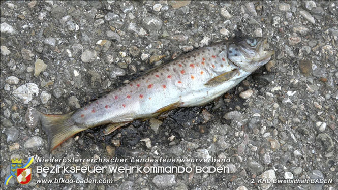 20210721 KHD Einsatz nach Unwetter in Aggsbach Dorf Bezirk Melk Foto: Stefan Schneider S5 2. KHD Bereitschaft BADEN 20210721 KHD Einsatz nach Unwetter in Aggsbach Dorf Bezirk Melk Foto: Stefan Schneider S5 2. KHD Bereitschaft BADEN