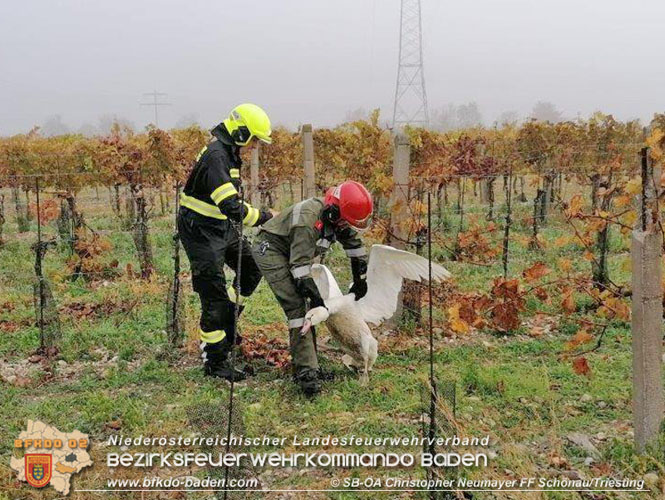 20211028 Feuerwehr rettet verletzten Schwan   Foto: SB oeA Christopher Neumayer FF Schoenau/Triesting 