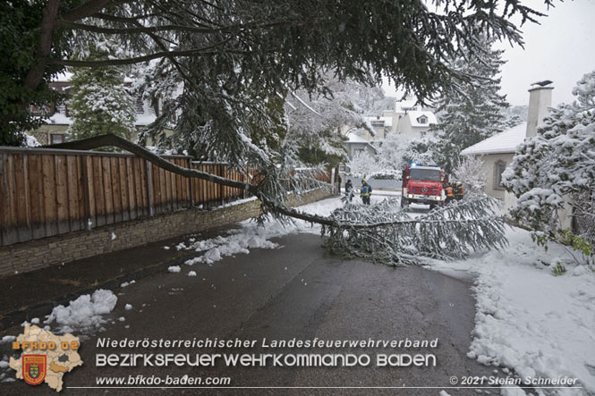20211209 Großer Ast hielt Schneelast nicht stand und stürzte in Baden auf eine Straße Foto: © Stefan Schneider BFKDO Baden 20211209 Großer Ast hielt Schneelast nicht stand und stürzte in Baden auf eine Straße Foto: © Stefan Schneider BFKDO Baden