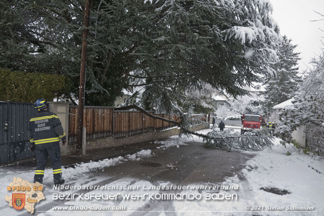 20211209 Großer Ast hielt Schneelast nicht stand und stürzte in Baden auf eine Straße Foto: © Stefan Schneider BFKDO Baden 20211209 Großer Ast hielt Schneelast nicht stand und stürzte in Baden auf eine Straße Foto: © Stefan Schneider BFKDO Baden