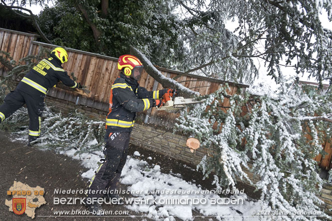 20211209 Großer Ast hielt Schneelast nicht stand und stürzte in Baden auf eine Straße Foto: © Stefan Schneider BFKDO Baden 20211209 Großer Ast hielt Schneelast nicht stand und stürzte in Baden auf eine Straße Foto: © Stefan Schneider BFKDO Baden