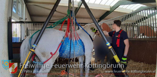 20220414 Bezirksuebergreifender Tierrettungseinsatz der FF Kottingbrunn mit Spezial Equipment  Foto: Petra Braunstein FF Kottingbrunn