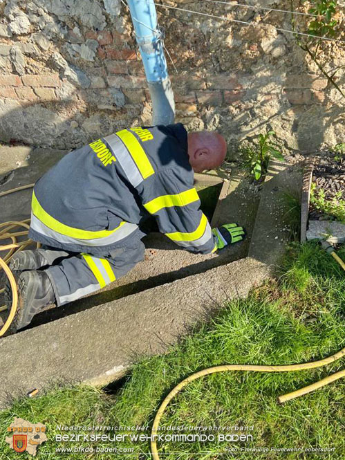 20220412 Frettchen auf Abwegen - Feuerwehr kann Ausreißer retten Foto: Freiwillige Feuerwehr Leobersdorf 20220412 Frettchen auf Abwegen - Feuerwehr kann Ausreißer retten Foto: Freiwillige Feuerwehr Leobersdorf