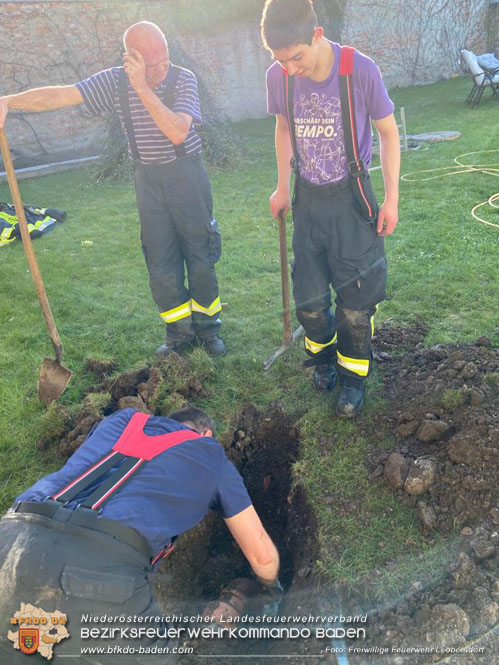 20220412 Frettchen auf Abwegen - Feuerwehr kann Ausreißer retten Foto: Freiwillige Feuerwehr Leobersdorf 20220412 Frettchen auf Abwegen - Feuerwehr kann Ausreißer retten Foto: Freiwillige Feuerwehr Leobersdorf