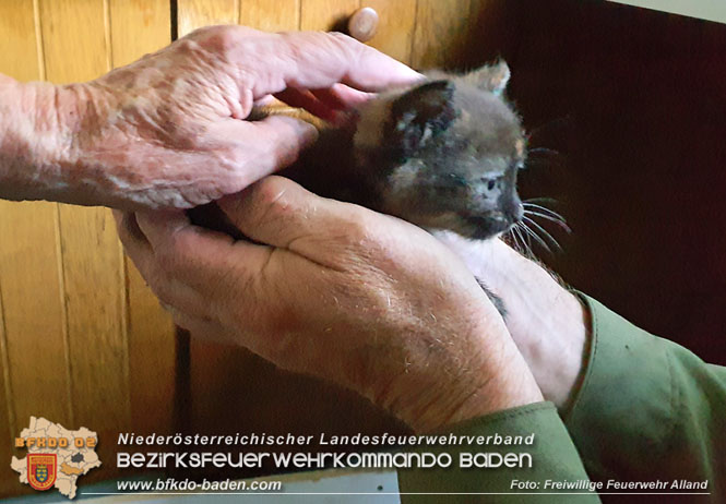 20220406 Katzenbaby hinter Küchenzeile aufgefunden  Foto: Freiwillige Feuerwehr Alland
